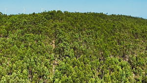 Casqueira, Portugal