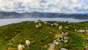 Ship Island Sheep